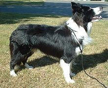 Border Collie - Cosmo and his buddy Smokey are black and white Border collies like this one.