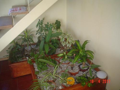 Plant arrangement at home - Hee´s the plant arrangement under the staircase. The plants were each under $3, bought at the super and changed to bugger recycled containers I had at home. The beautiful wood big container belonged to my brother.