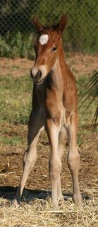 filly - 2 day old filly