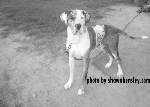 Our Great Dane - A picture I took one day of our Great Dane. Just standing there I think he knew I was taking a picture of him, and he decided to calm down as I took the snap.