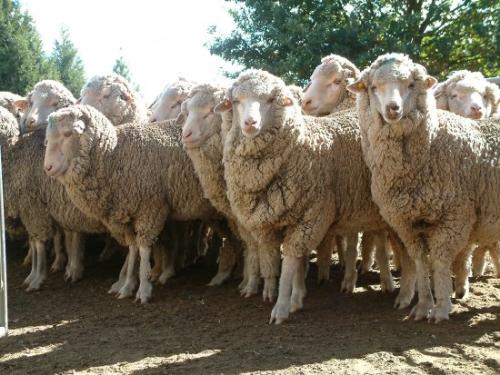 Sheep - The human herd at play