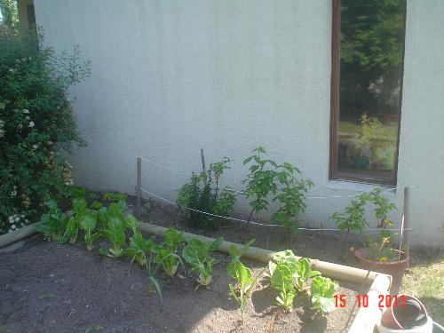 Chard in my raised beds - I have been picking chard all Winter. These plants will be moved now, to leave room for tomatoes and sweet pepper.