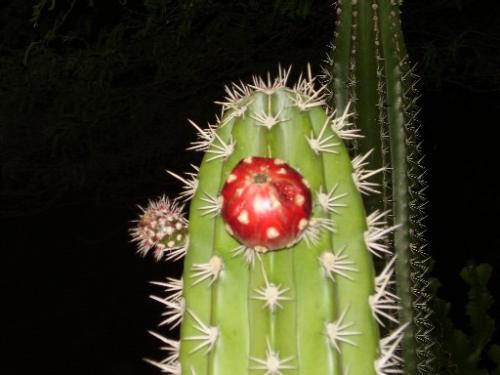 Christmas cactus - This cactus is growing in front of our house. You van eat the fruit.