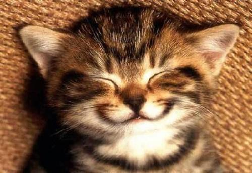 Happy cat - A Happy CAT