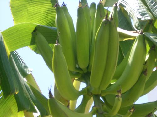 Plantains - Plantains growing in my yard!