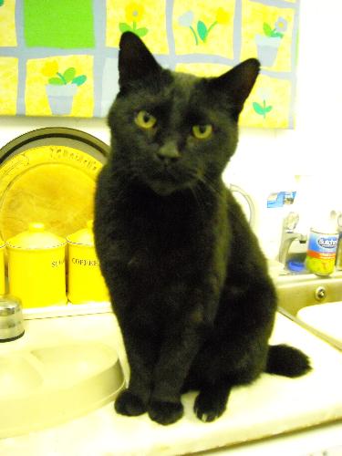My one and only remaining cat, the incredibly hand - The best big black cat in the world, just like a small panther and purrs like an giant engine!