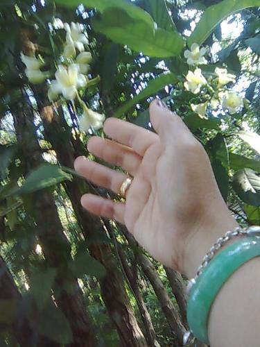 image - first time i saw this flower