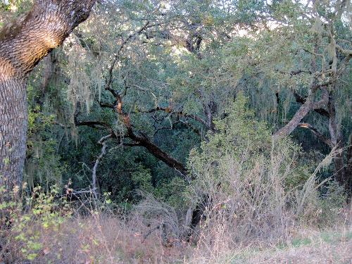 Spooky Trees - I found these off Kiler Canyon Rd. in Paso Robles.