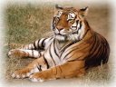 just idling... - tiger, relaxing