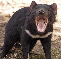 Tasmanian Devil - What a sociopath would look like if he was an animal