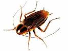 cockroach - cockroach is a disgusting insect
