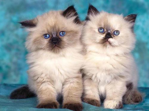 Cats - This is a photo of twin cats.