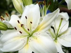 flower - Beautiful flower. I like it