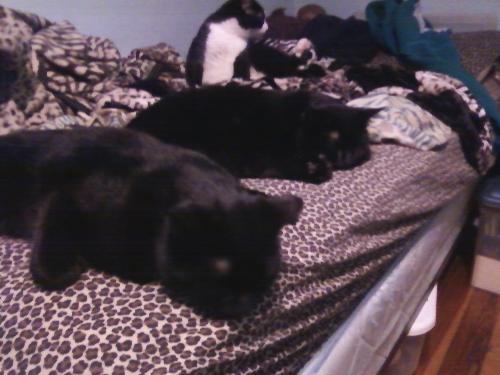 Lovie and Beenie napping - Here is a photo of 2 of my pride, you can see Bootsie's chest in the background. He is black and white though barely visible in this photo.