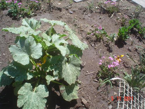 The fist zuchinni plants - I made a little hill in a sunny spot between flowers.