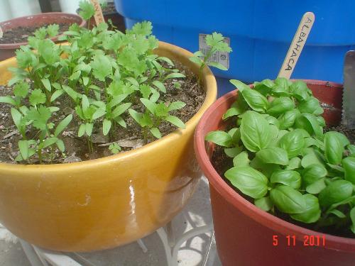 Coriander and basil in pots - The coriander will be left there, but I´m transplanting the basil.