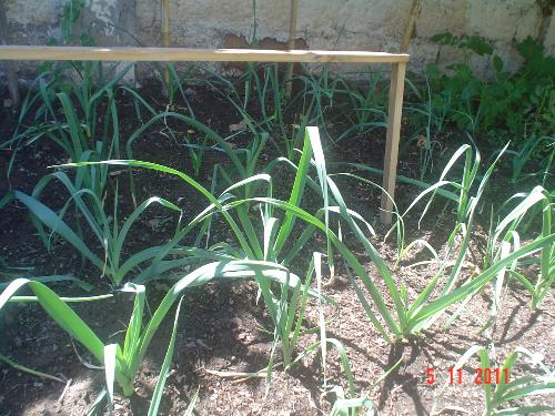 Leeks - A picture of the leeks. I just covered them to blanch them.