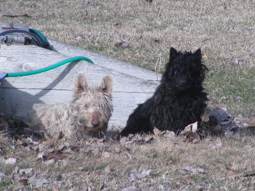 Our sweet Scottie dogs Angus & McKenzey 'Kenny' - Angus and Kenny our scottie dogs where caught again here having dug out of there pen once more. Do they look kind of guilty to you.