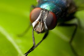 fly - the fly is a disgusting insect