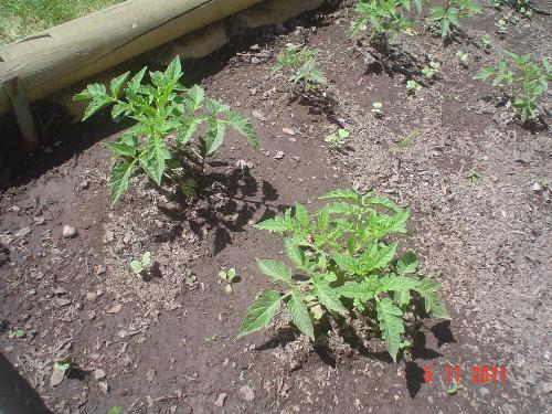 Tomato plants - A picture of this Spring´s tomato plants.