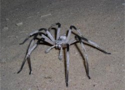 Spiders - There are different kinds of spiders. Some are harmful, some are not. I really hate spiders very much.