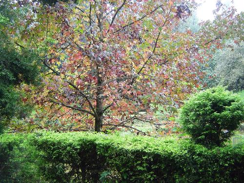 A Gulmohar treat - A bright gulmohar tree at the Sim's Park in Coonoor in Tamil Nadu, south Indian state. In the Nilgiri hills range, the place is famous for a wide variety of wildflowers as well.