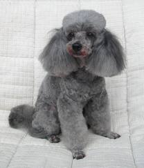Toy poodle/dog - This is what my mother's male toy poodle looks like.