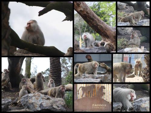 Baboons at The Melbourne Zoo - Baboons in their new natural enclosure at Melbourne Zoo 2011