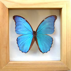 Butterfly - This is one of my favourite butterfly's. I love how bright the blue is :) simple yet elegant and unique and oh so pretty.