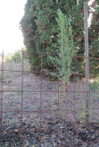 Long Root of Coyote Bush - I decided to pull this plant today and hang it on this fence to show how long the root is in proportion to the plant. Each square on the fence is six inches. The is picture is copyrighted, so it is not to be used without permission. Long Root of Coyote Bush - I decided to pull this plant today and hang it on this fence to show how long the root is in proportion to the plant. Each square on the fence is six inches. The is picture is copyrighted, so it is not to be used without permission.