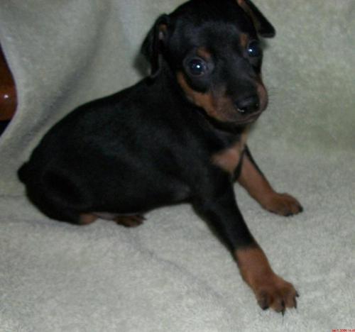 Min Pin - This is the puppy I really would like to get... got one for sale? lol