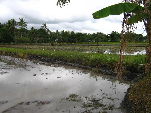 Philippine Province Rice Field - Agricultural Rice Farming is the Filipino common hard working job under the heat of the sun and the wet of the rain. Here in this picture is already finished hand tractor ready to plant selected rice seeds.