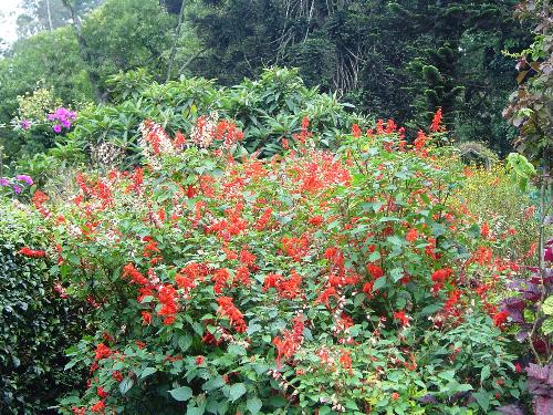 Flowers in Coonoor - Flowers in Sim's Park Coonoor