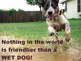 Dogs - Funny