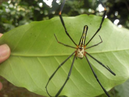 Awesome Spider! Two faces fot this spider!!! - This one was shot in my Coffee Plantations located in the Western Ghats of South India. I came across this one when I was on my routine visit to my estate. This is one of the many unique and mesmerizing floras and faunas found in this region. JUST LOOK AT THIS UPSIDE DOWN AND YOU WILL WITNESS AN OTHER FACE.
 