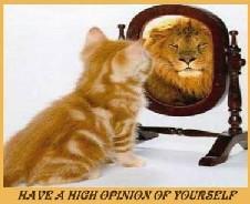 I'm Bigger & Badder than I look!!! - I wonder if Alfie see a Great Dane when he looks in the mirror???