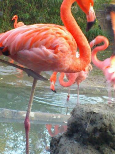 Flamingoes - Are you familiar with flamingoes? What do you know about this bird? When I see the picture of flamingo, I made some research. I learned that when they are done mating, they are taking turns taking care of the egg. Wow! How I wish humans are like flamingoes.