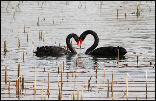 Black swan - They love each other so