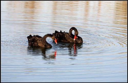 partner - A black swan life only one partner