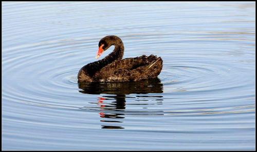 A black swan - A black swan, noble taste and artistic Renaissance, calm and powerful.