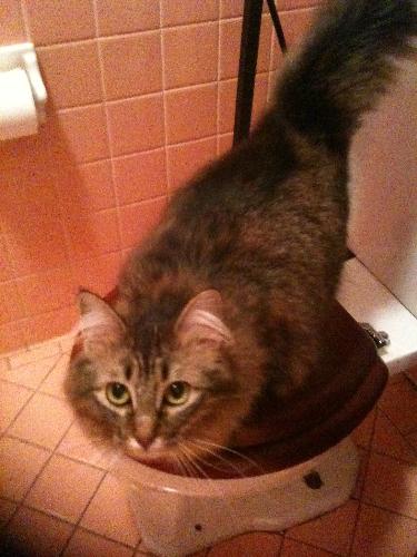 Kiki - formally known as Jool, the kitten all grown up who was adopted