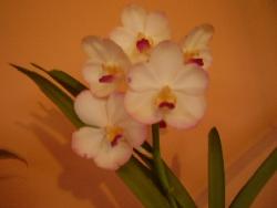 orchid - I want to learn more about orchids