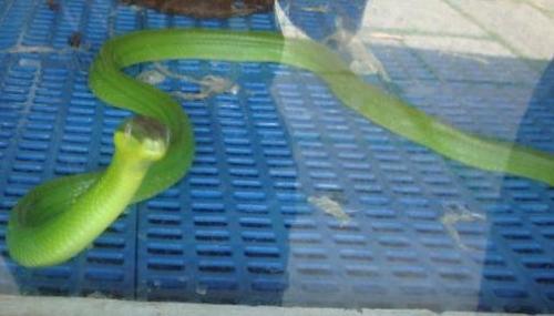 Green Snake - Poisonous Snake