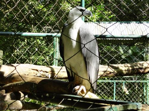 The Philippine Eagle - This is the Philippines' National Bird.