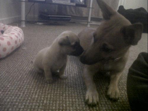 the babies.. - jack russell and chihuahua