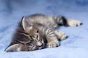 sleeping kitten - Cute sleeping kitten