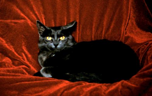 Smokey - Smokey Cat, my best friend.