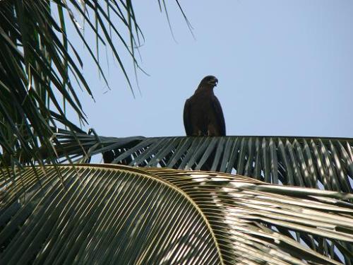 kite on top of the coconut tree - taking pictures of birds no matter what height is a grand experience.