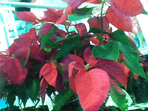 Poinsettia plants - The poinsettia plants that turned into red is one of the best seller this christmas season. Every isle or corner of the building it is place to add beauty in celebration of the christmas season. It's color is stunning that you could not resist to see and glance this plants.