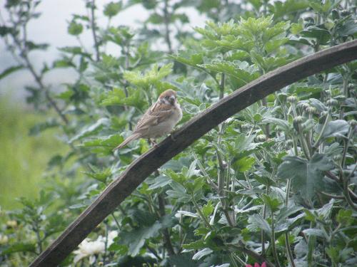 rare shot - trying to be a photographer. and the very cooperative bird didn't move while having its shot.